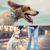 Petoland™ Personalized Dog Collar with Leash (2 Years Warranty)